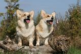 CORGI PEMBROKE 1023